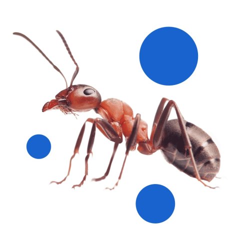 BROS - Mrówkofon - środek na mrówki 60g