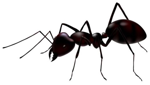 BROS - Mrówkofon - środek na mrówki 60g