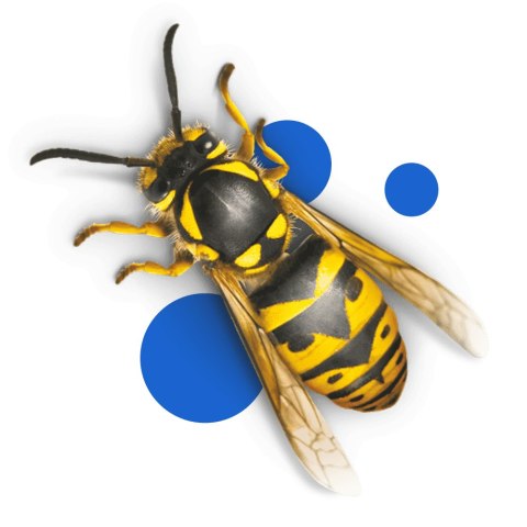 BROS - pułapka z płynem na osy i muchy