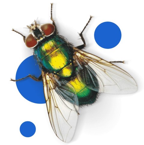 BROS - pułapka z płynem na osy i muchy